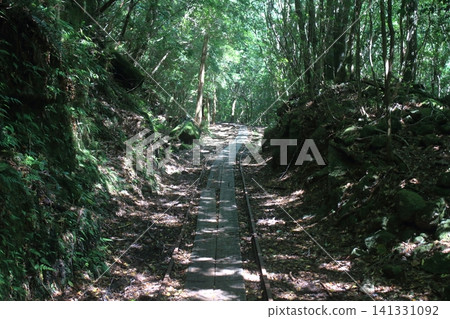 Yakushima mountain path Yakushima mountain path 141331092