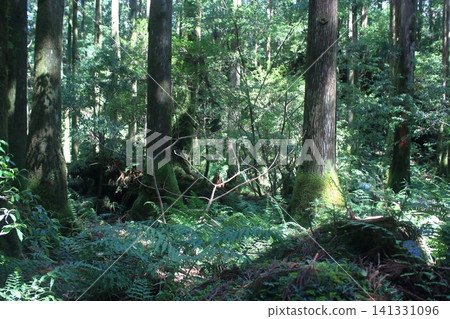 Yakushima mountain path Yakushima mountain path 141331096