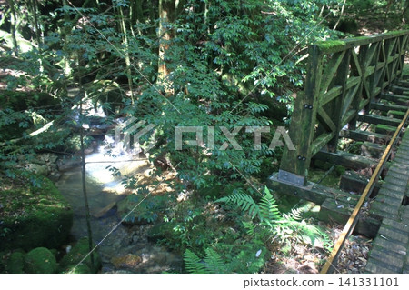 Yakushima mountain path Yakushima mountain path 141331101