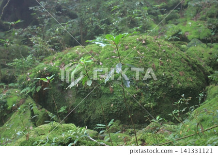 Yakushima mountain path Yakushima mountain path 141331121