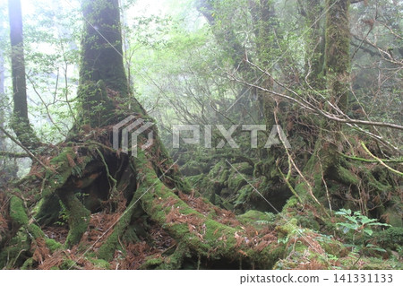 Yakushima mountain path Yakushima mountain path 141331133