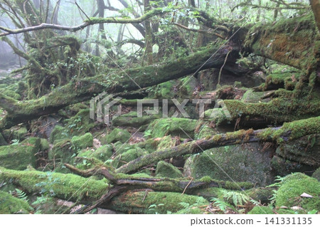 Yakushima mountain path Yakushima mountain path 141331135