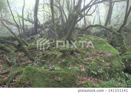 Yakushima mountain path Yakushima mountain path 141331141