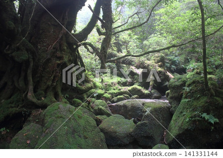Yakushima mountain path Yakushima mountain path 141331144