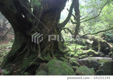 Yakushima mountain path Yakushima mountain path 141331145