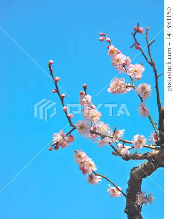 White plum blossoms in early spring against the blue sky. Natural scenery White plum blossoms in early spring against the blue sky. Natural scenery 141331150