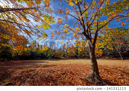 Autumn leaves at Kohoku New Town/Ohara Minemichi Park Autumn leaves at Kohoku New Town/Ohara Minemichi Park 141331213