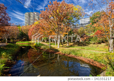 港北新城/大原峰道公園的秋葉 141331217