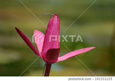 Water lily and thread dragonfly Water lily and thread dragonfly 141331225