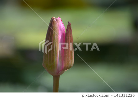 Bud of the water lily Bud of the water lily 141331226