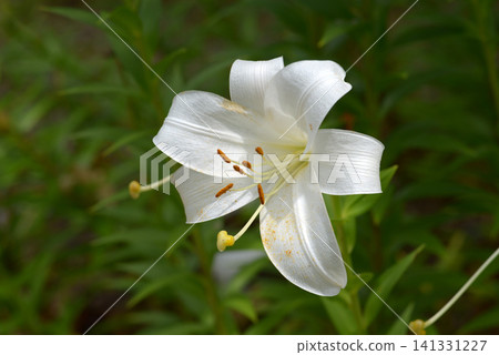 easter lily easter lily 141331227