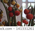 花茄子 141331261