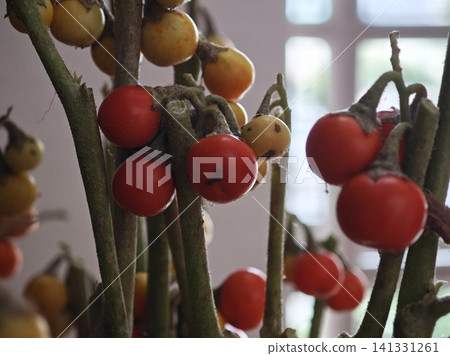 花茄子 花茄子 141331261