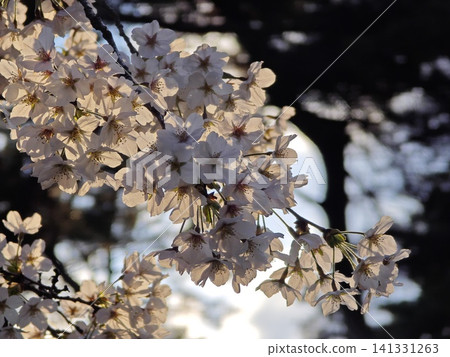 White cherry tree White cherry tree 141331263