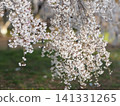 櫻桃花瓣 141331265