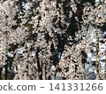 櫻花盛開 141331266