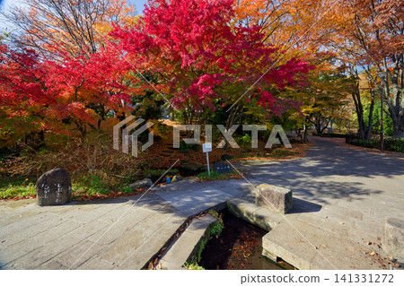 Autumn leaves on Sasabunen Road in Kohoku New Town Autumn leaves on Sasabunen Road in Kohoku New Town 141331272