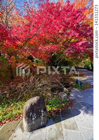 港北新城笹文年路的紅葉 港北新城笹文年路的紅葉 141331273