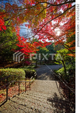 Autumn leaves on Sasabunen Road in Kohoku New Town 141331282