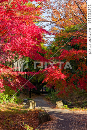 港北新城笹文年路的紅葉 港北新城笹文年路的紅葉 141331291