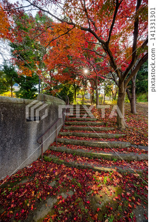 Autumn leaves on Sasabunen Road in Kohoku New Town Autumn leaves on Sasabunen Road in Kohoku New Town 141331301