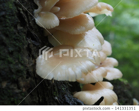 一朵生長在枯樹上的淺棕色蘑菇(20260704065144) 一朵生長在枯樹上的淺棕色蘑菇(20260704065144) 141331351