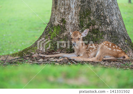 A fawn relaxes at the base of a tree in Kasugano Park, Nara Park. A fawn relaxes at the base of a tree in Kasugano Park, Nara Park. 141331502