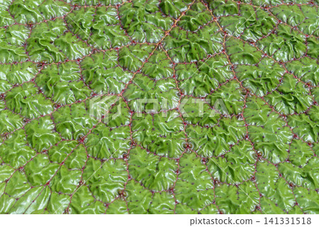 Onibus leaf pattern Onibus leaf pattern 141331518