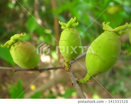 Fruit of a rhubai Fruit of a rhubai 141331528