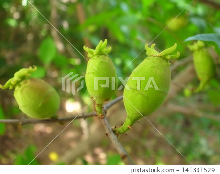 Fruit of a rhubai Fruit of a rhubai 141331529
