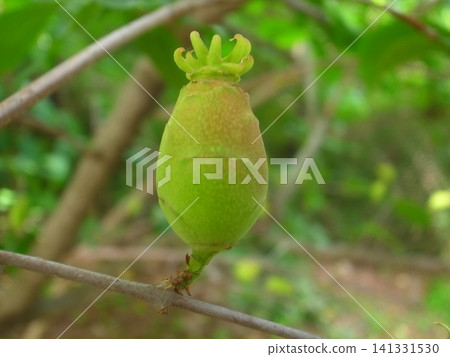 Fruit of a rhubai Fruit of a rhubai 141331530