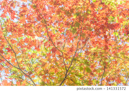 A gradient of autumn leaves: shades of red and yellow. A gradient of autumn leaves: shades of red and yellow. 141331572