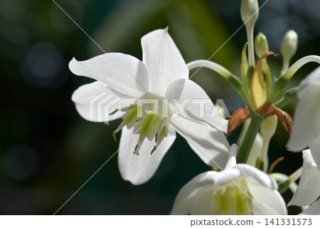 Amazon Lily 141331573