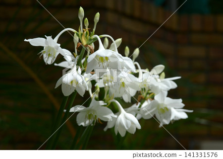 Amazon Lily 141331576