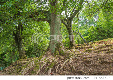 Camphor tree in Nara Park Camphor tree in Nara Park 141331622