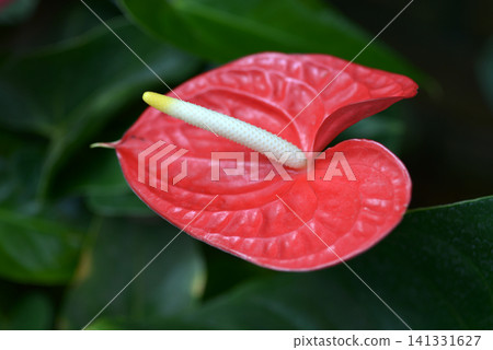 Anthurium Anthurium 141331627