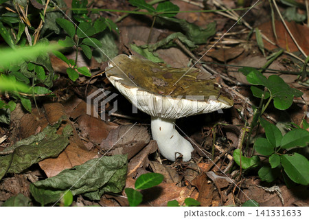 Unattractive Japanese bush warbler mushroom on the forest floor in a dark forest (Japanese natural fungus/mushroom ecology macro photography) 141331633