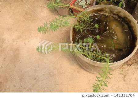 Myriophyllum aquaticum, parrot's feather, parrot feather, watermilfoil plant Myriophyllum aquaticum, parrot's feather, parrot feather, watermilfoil plant 141331704