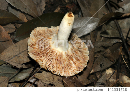 Gills and stem of a light brown Russula mushroom (Japanese field fungi, mushroom ecology macro photography) Gills and stem of a light brown Russula mushroom (Japanese field fungi, mushroom ecology macro photography) 141331718