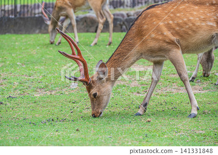 奈良公園若草山腳下，鹿正在吃草 141331848