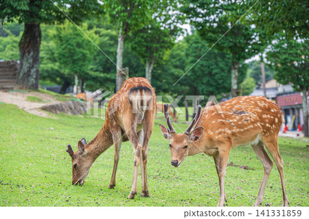 Deer eating grass at the foot of Wakakusayama Mountain in Nara Park Deer eating grass at the foot of Wakakusayama Mountain in Nara Park 141331859