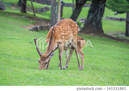 Deer eating grass at the foot of Wakakusayama Mountain in Nara Park Deer eating grass at the foot of Wakakusayama Mountain in Nara Park 141331863
