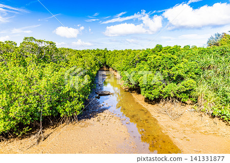 Miyakojima Shimajiri Mangrove Forest Miyakojima Shimajiri Mangrove Forest 141331877