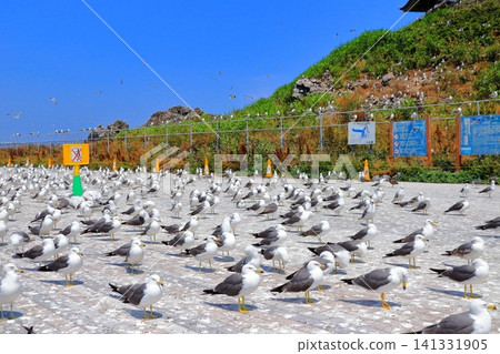 Black-tailed gulls standing against the backdrop of the sea, surrounded by summer flowers | A flock of black-tailed gulls seen around Kabushima Shrine in the port town of Hachinohe. Black-tailed gulls standing against the backdrop of the sea, surrounded by summer flowers | A flock of black-tailed gulls seen around Kabushima Shrine in the port town of Hachinohe. 141331905
