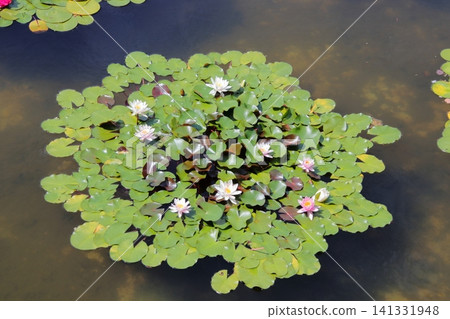 一個美麗的花園,睡蓮漂浮在水面上。 一個美麗的花園,睡蓮漂浮在水面上。 141331948