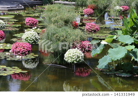 一個美麗的花園,睡蓮漂浮在水面上。 一個美麗的花園,睡蓮漂浮在水面上。 141331949
