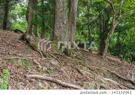 Forest scenery of Wakakusa Mountain, Nara Park Forest scenery of Wakakusa Mountain, Nara Park 141332001