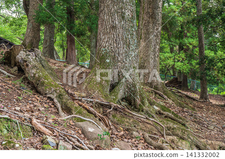 Forest scenery of Wakakusa Mountain, Nara Park Forest scenery of Wakakusa Mountain, Nara Park 141332002
