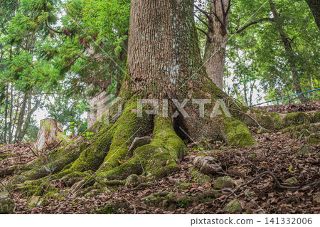 若草山森林景色,奈良公園 若草山森林景色,奈良公園 141332006