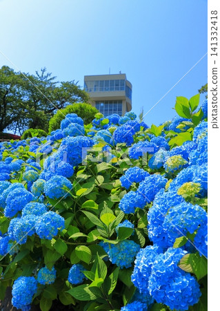 格雷托塔和盛開的繡球花位於立花公園 | 繡球花在湛藍的天空下熠熠生輝,青森縣八戶市 格雷托塔和盛開的繡球花位於立花公園 | 繡球花在湛藍的天空下熠熠生輝,青森縣八戶市 141332418